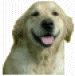 Golden Retriever.