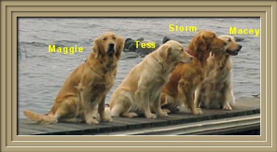 Our Goldens.